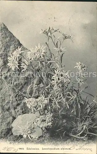 Edelweiss Leontopodium alpinum Kat. Pflanzen