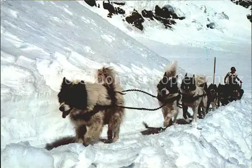 Hunde Polarhunde Jungfraujoch Kat. Tiere