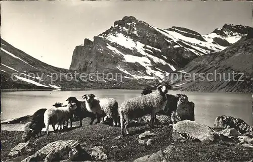 Schafe Schafherde Gemmipass Daubensee  Kat. Tiere