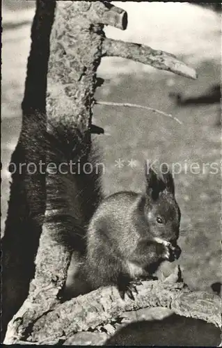 Eichhoernchen  Kat. Tiere