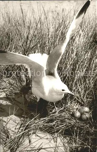 Moewen Sturmmoewe Nest Kat. Tiere