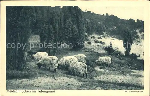 Schafe Heidschnucken Totengrund  Kat. Tiere