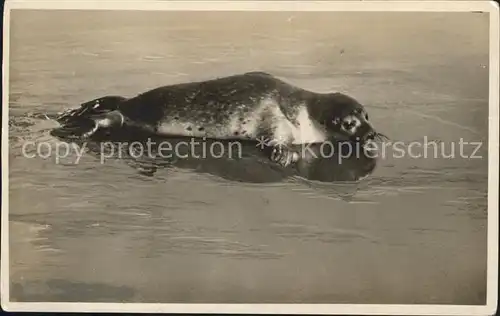 Seehunde Robben Borkum Wattenmeer