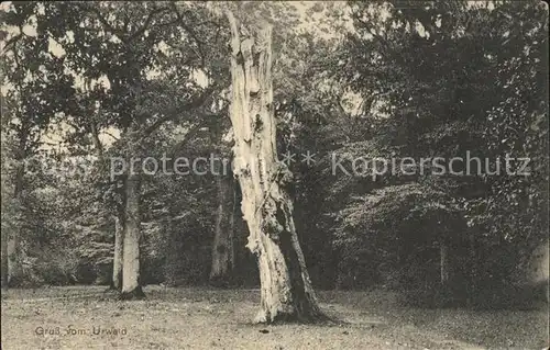 Baeume Trees Urwald Wilhelmshaven  Kat. Pflanzen