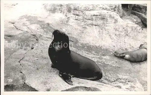 Seehunde Robben 