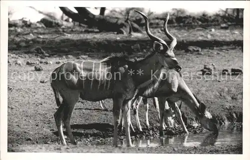 Tiere Grosser Kudu Omaruru Kat. Tiere