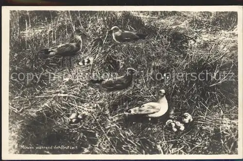 Moewen Brutzeit Wangeroog Kat. Tiere