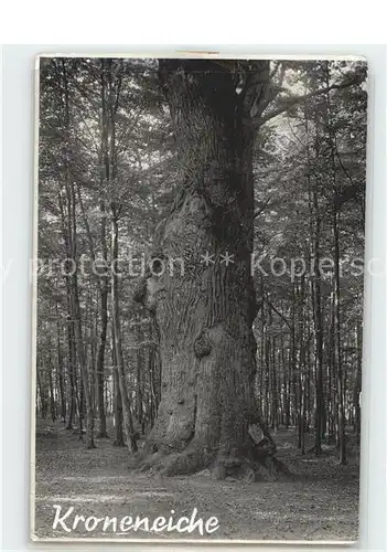 Baeume Trees Kroneneiche Kellenhusen Kat. Pflanzen