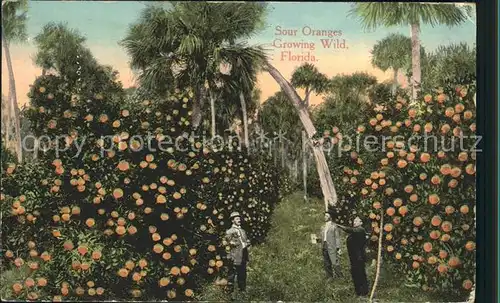 Orangen Oranges Sour Oranges Florida  Kat. Landwirtschaft