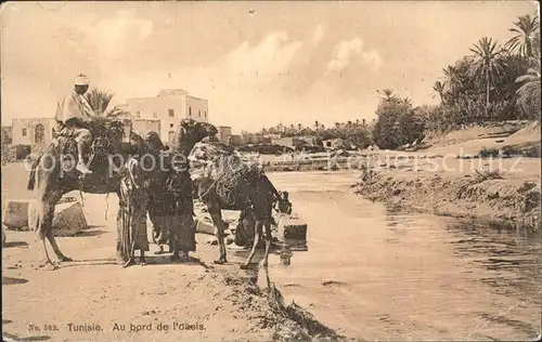 Kamele Tunisie Oasis  Kat. Tiere