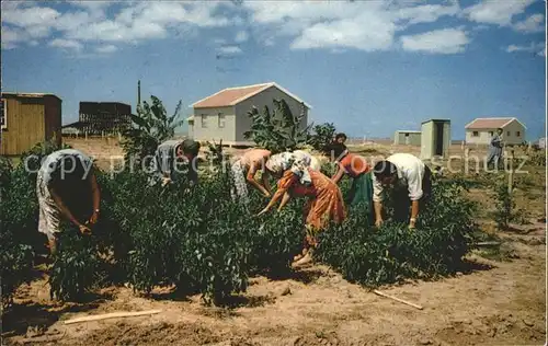 Ernte Landwirtschaft Settlement Lakish Region Israe  Kat. Landwirtschaft
