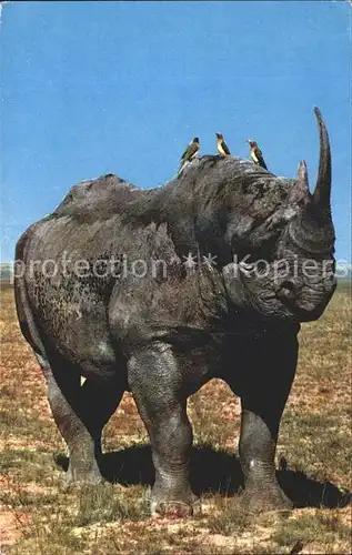 Nashorn Afrika Rhino Kat. Tiere