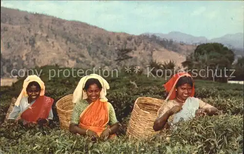 Ernte Landwirtschaft Tea Pluckers Up Country Ceylon Teepflueckerin Sri Lanka Kat. Landwirtschaft
