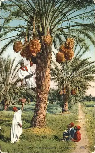 Ernte Landwirtschaft Datteln Palmiers dattiers Cueillette Tunisie Kat. Landwirtschaft