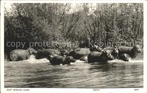 Tiere Nilpferde East Africa Hippo  Kat. Tiere