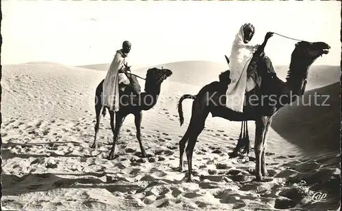 Scenes et Types Nr. 1117 Meharistes traversant les Dunes Kamele  Kat. Typen
