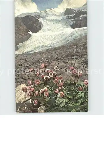 Blumen Ranunculus glacialis Gletscher Hahnenfuss Kat. Pflanzen