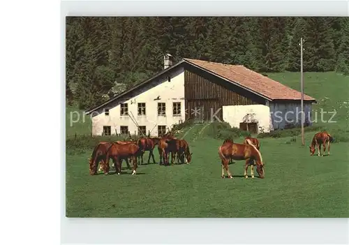 Pferde Au paturage Franches Montagnes Kat. Tiere