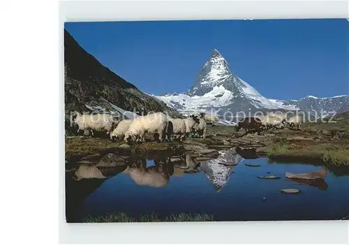 Schafe Riffelsee Zermatt Matterhorn Kat. Tiere