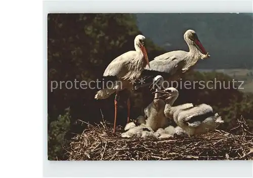 Storch Altreu Schweizerische Vogelwarte Sempach Kat. Tiere