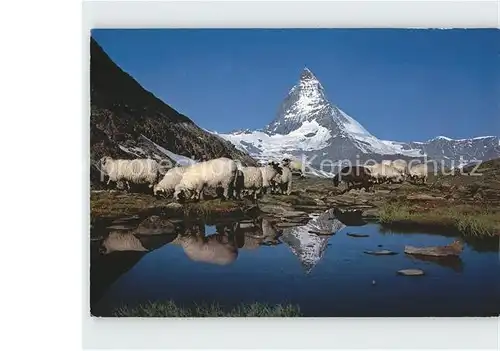 Schafe Riffelsee Zermatt Matterhorn  Kat. Tiere