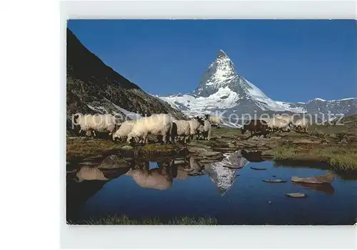 Schafe Riffelsee Zermatt Matterhorn Kat. Tiere