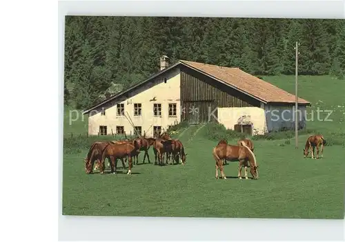 Pferde Paturage Franches Montagnes Kat. Tiere