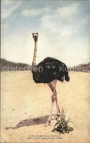 Voegel African Ostrich New York Zoological Park Kat. Tiere