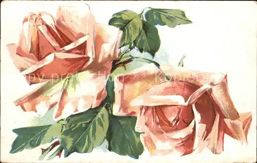 Rosen Litho Kat. Pflanzen