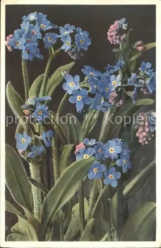 Blumen Alpen Vergissmeinnicht Myosotis alpestris Kat. Pflanzen