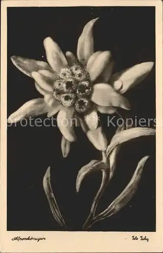 Edelweiss Alpenkoenigin Kat. Pflanzen