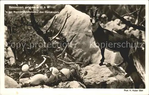 Foto Huber H. Nr. 5564 Gemse Gemsennest Gamskogel Kat. Fotografie