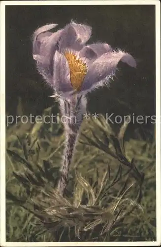 Blumen Berg Kuechenschelle  Kat. Pflanzen