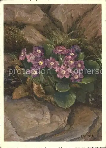Zeltner C. Nr. 113 Primulaceae Leim Schluesselblume Kat. Kuenstlerkarte