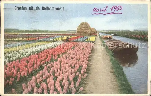 Blumen Bollenstreek Holland  Kat. Pflanzen