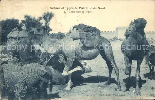 Kamele Chameaux en repos Scenes et Types Afrique du Nord  Kat. Tiere