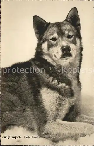 Hunde Polarhund Jungfraujoch Kat. Tiere