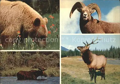 Baeren Cinnamon Bear Big Horn Rocky Mountain Sheep Bull Moose Bull Elk Wapiti Mountains of Western Canada  Kat. Tiere