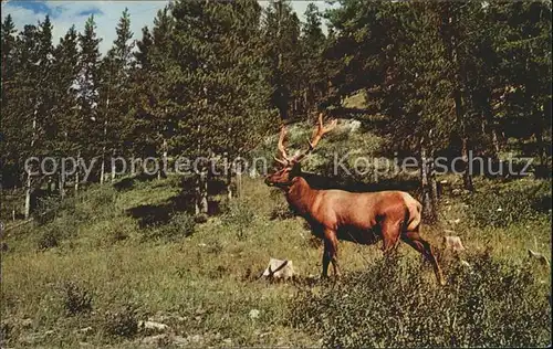 Elch Elk North America  Kat. Tiere