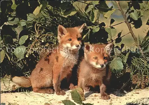 Fuchs Tiere Jungfuechse  Kat. Tiere