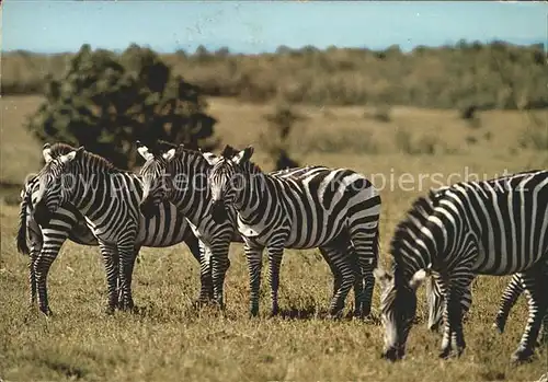 Zebra East Africa Ostafrika Kat. Tiere