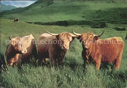 Tiere Schottische Hochlandrinder Highland Cattle Kat. Tiere