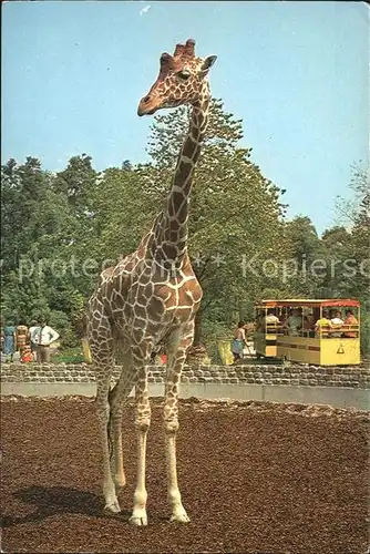 Giraffe Blijdorp Rotterdam Kat. Tiere