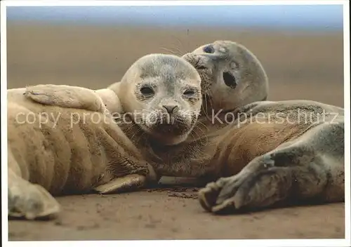 Seehunde Robben Nordsee  / Tiere /
