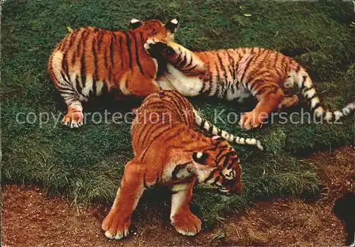 Tiger Tiere  Kat. Tiere