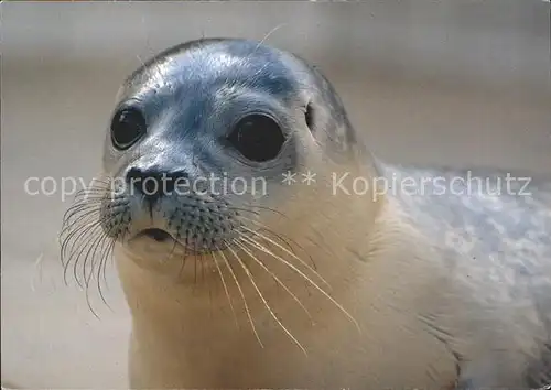 Seehunde Robben Zeehondenopvang Ecomare  / Tiere /