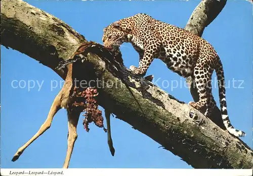 Tiere Leopard Beute Antilope Kat. Tiere