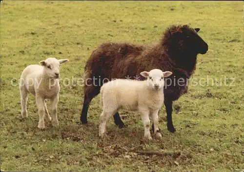 Schafe Lamm Schapen Kat. Tiere