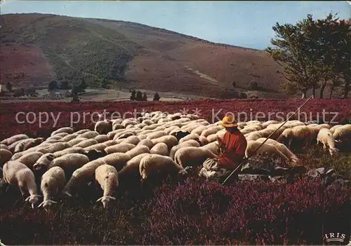 Hirte Schafe Monedieres  Kat. Landwirtschaft