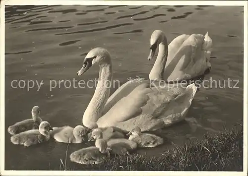 Schwan Schwanenfamilie  Kat. Tiere